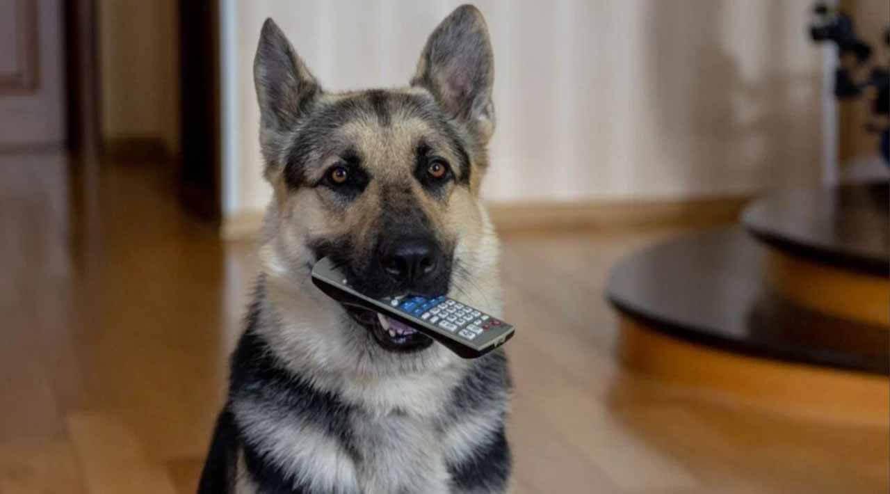 Сериал Мухтар: Он вернулся известная дата выхода в 2024 году